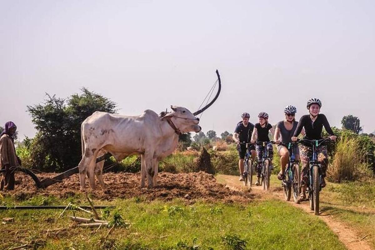 un gruppo di persone in bicicletta accanto a una mucca