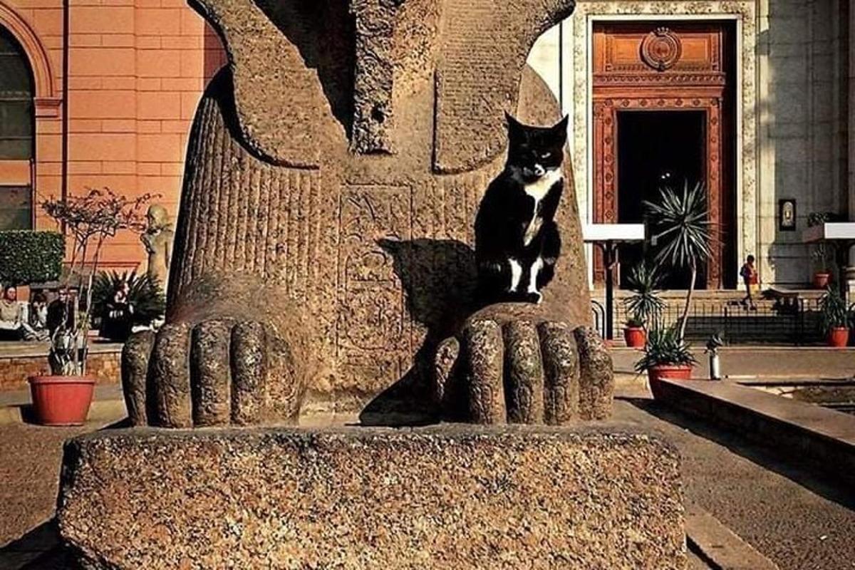 seekor kucing hitam putih duduk di atas patung