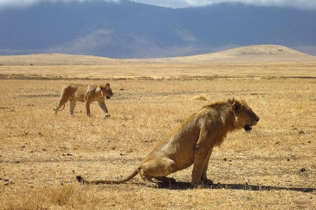 a lion sitting in the middle of a field