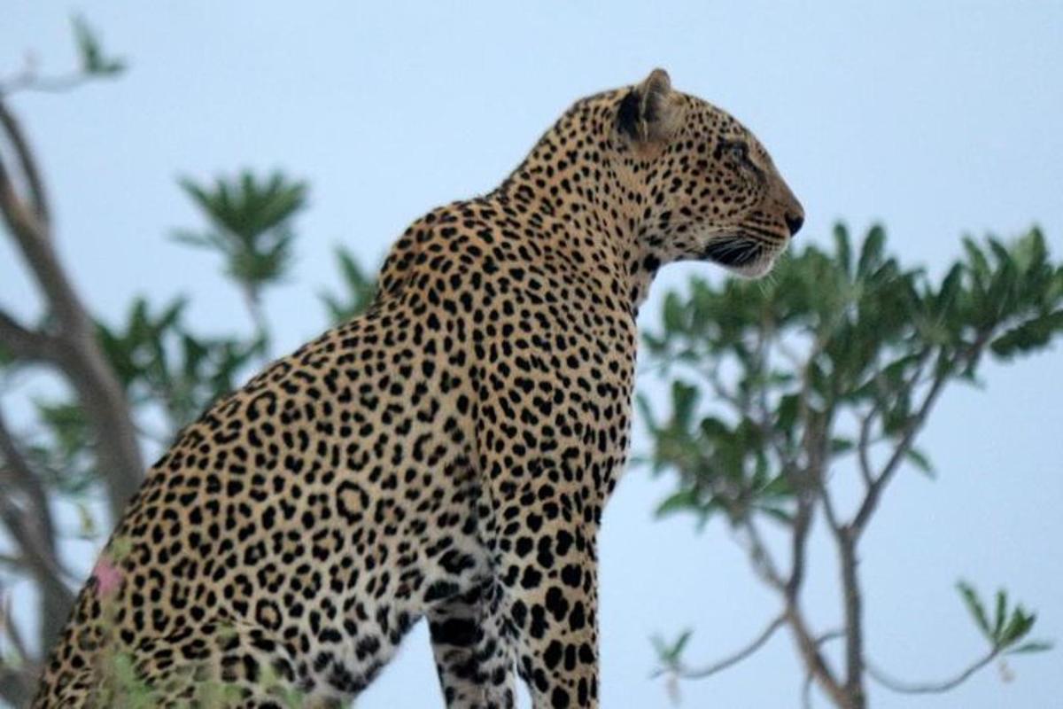 un leopardo in piedi davanti a un albero