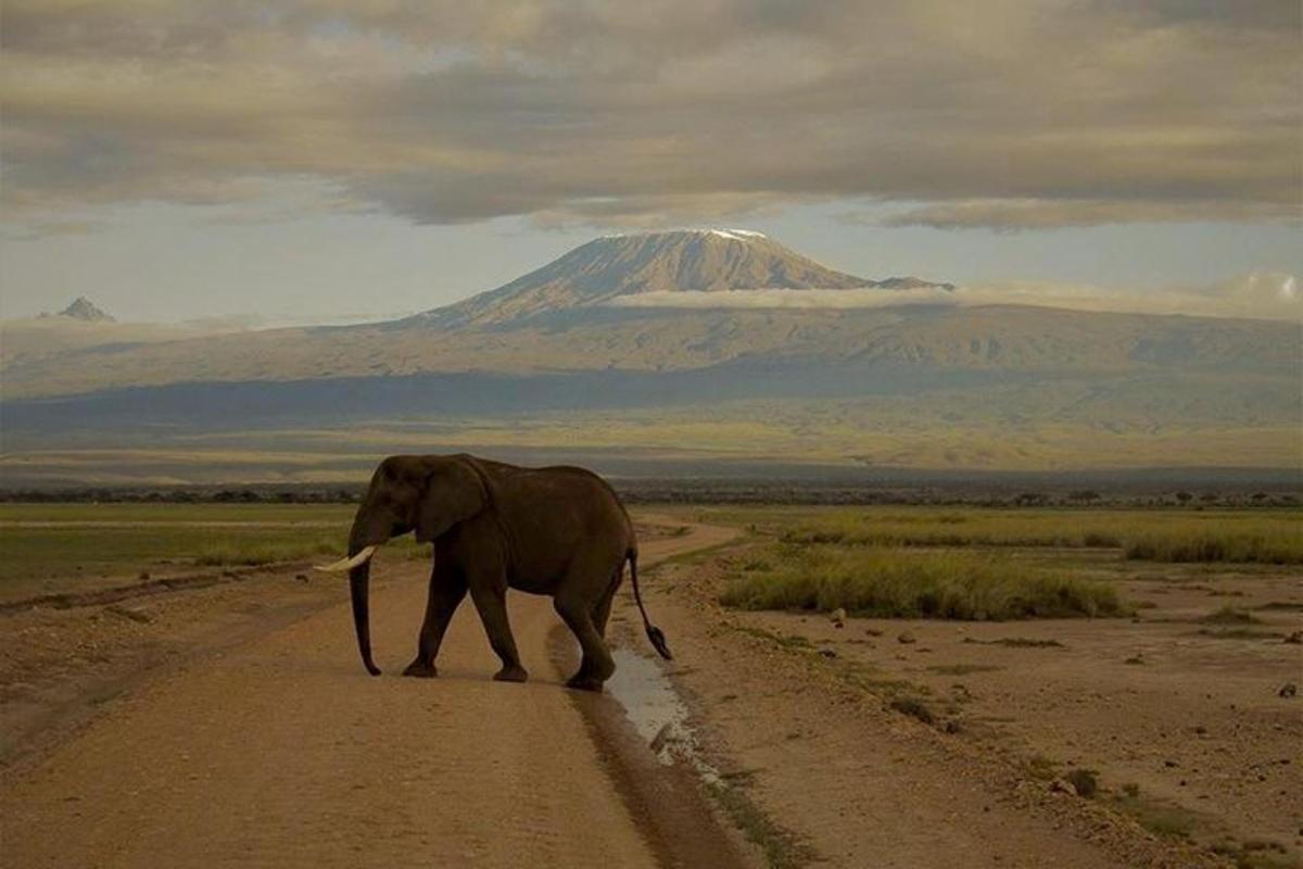 un elefante che cammina lungo una strada sterrata con una montagna sullo sfondo