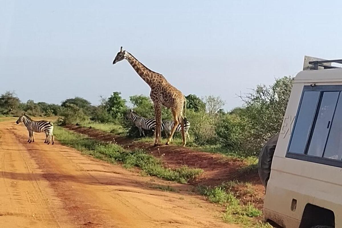 una giraffa e delle zebre sul ciglio di una strada sterrata