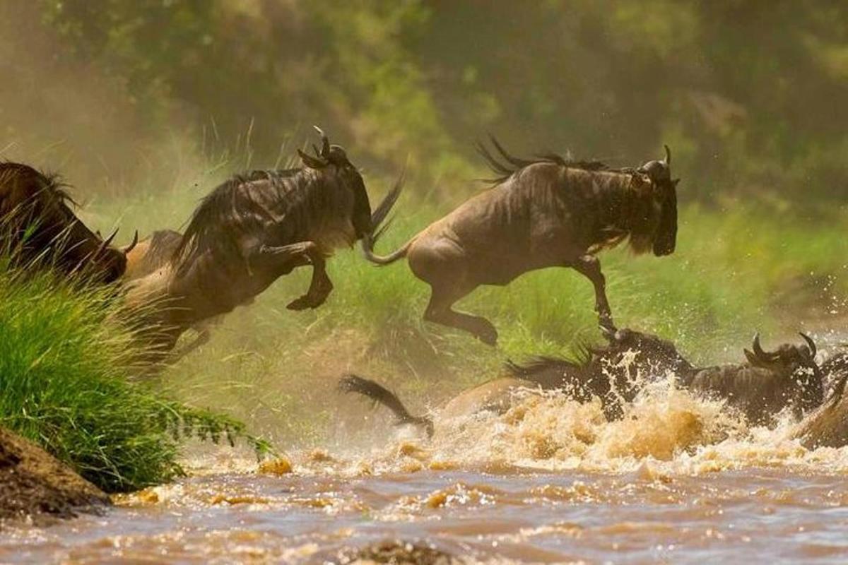 un gruppo di animali selvatici che saltano in acqua