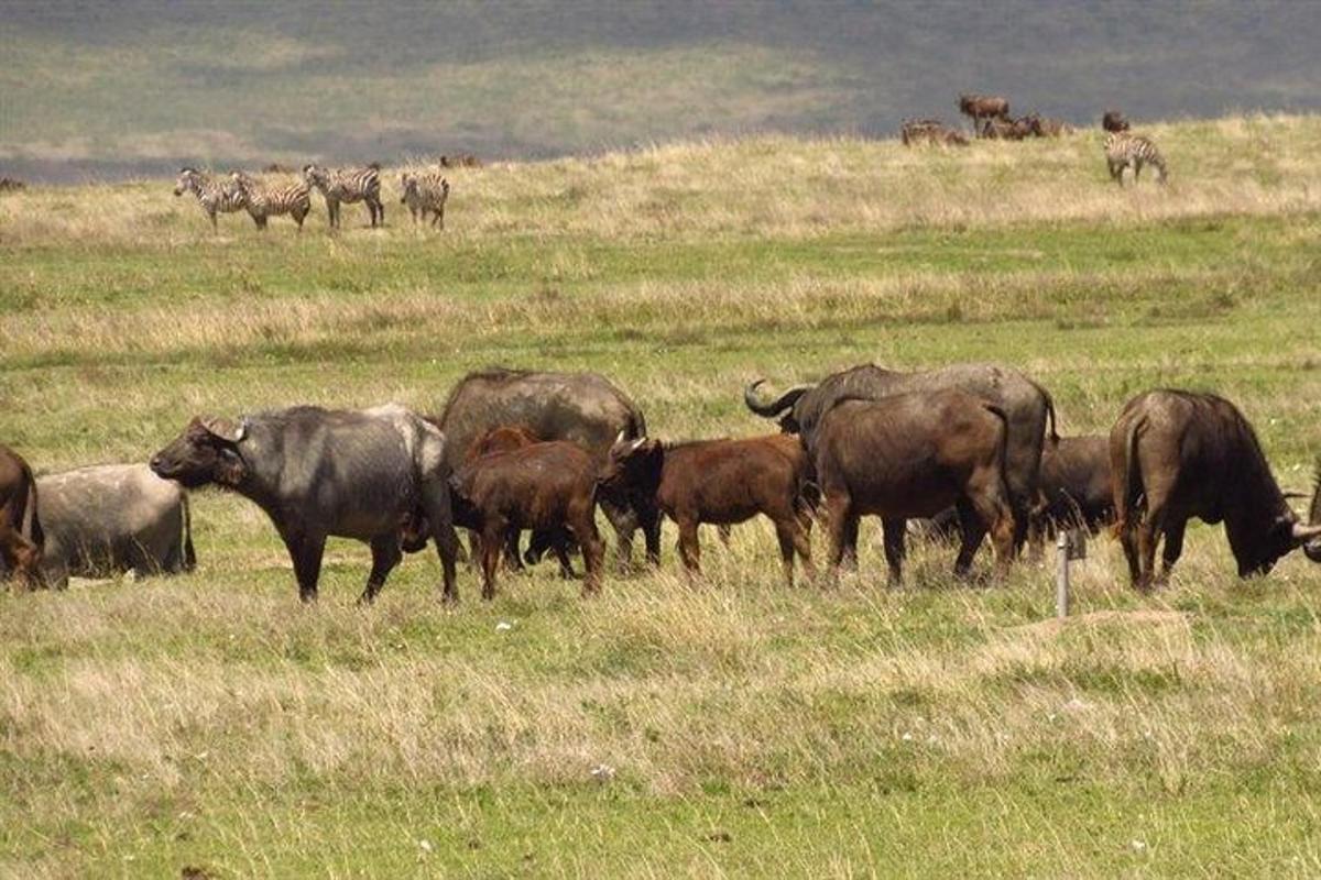 una mandria di animali in piedi in un campo