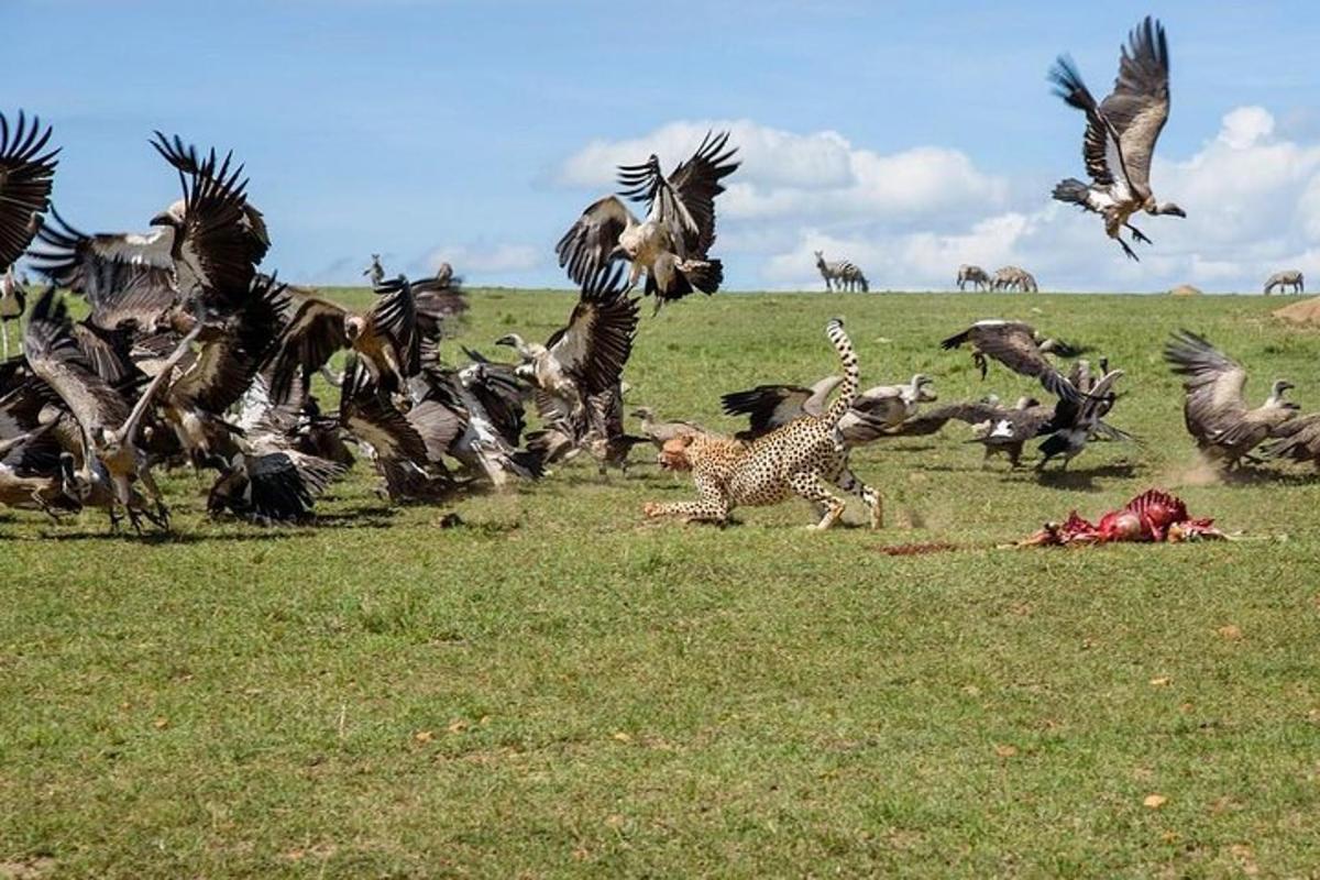 una mandria di zebre e un ghepardo e un gruppo di animali