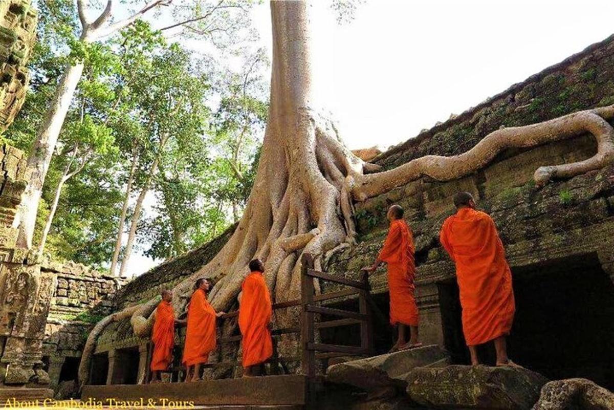 un grup de monjos drets davant d'un arbre