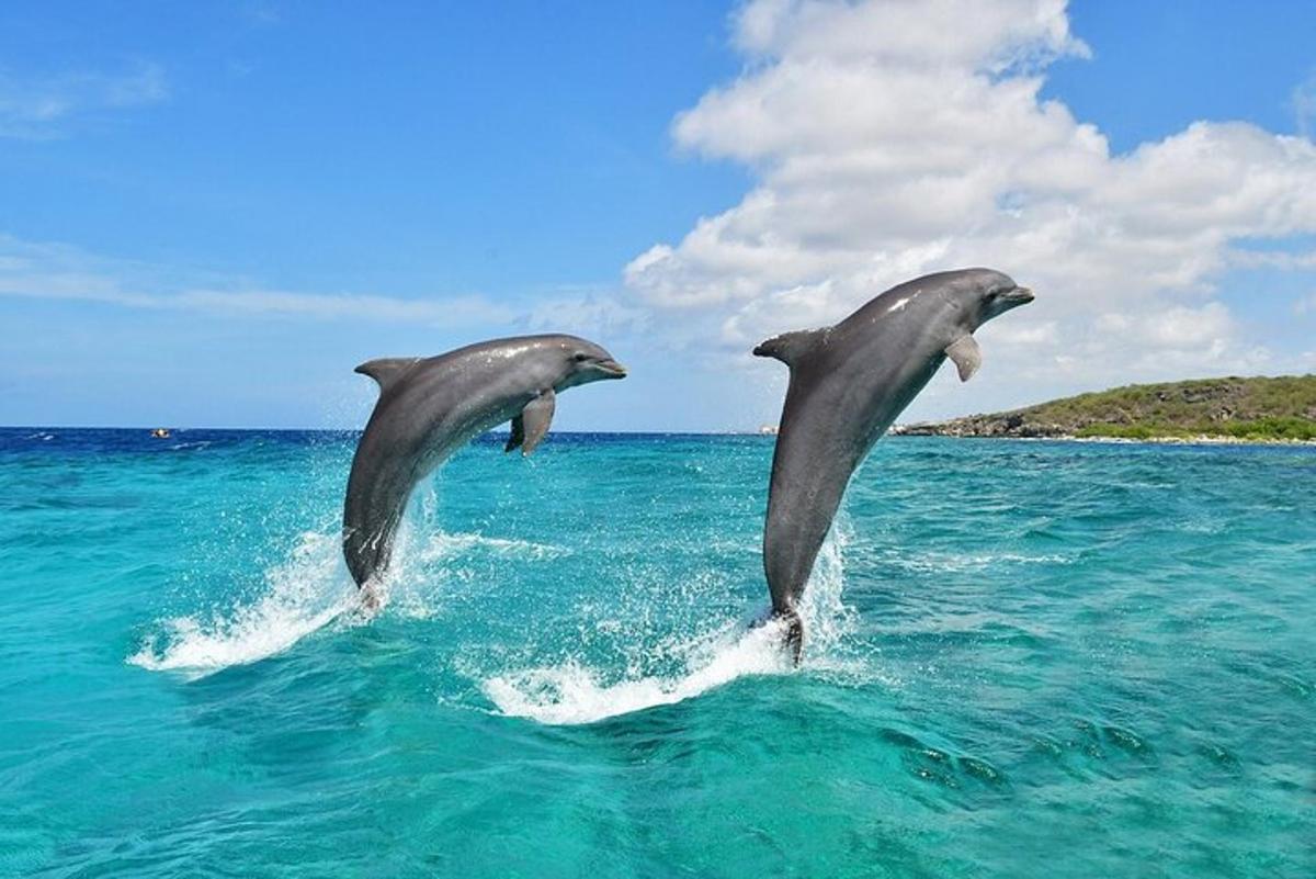 Dos delfines saltando fuera del agua en el océano