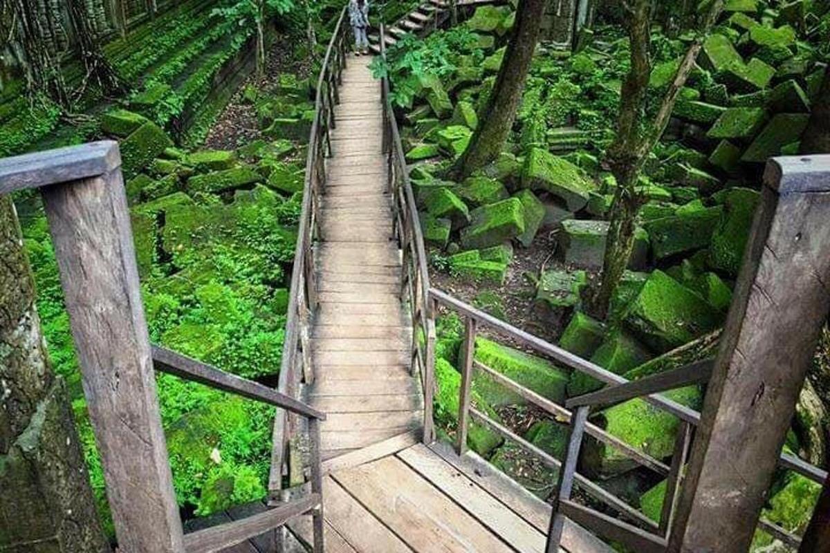 un camino de madera en medio de un bosque
