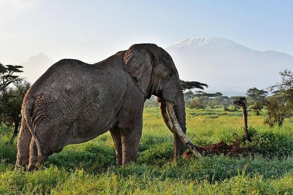 seekor gajah berdiri di padang dengan latar belakang gunung