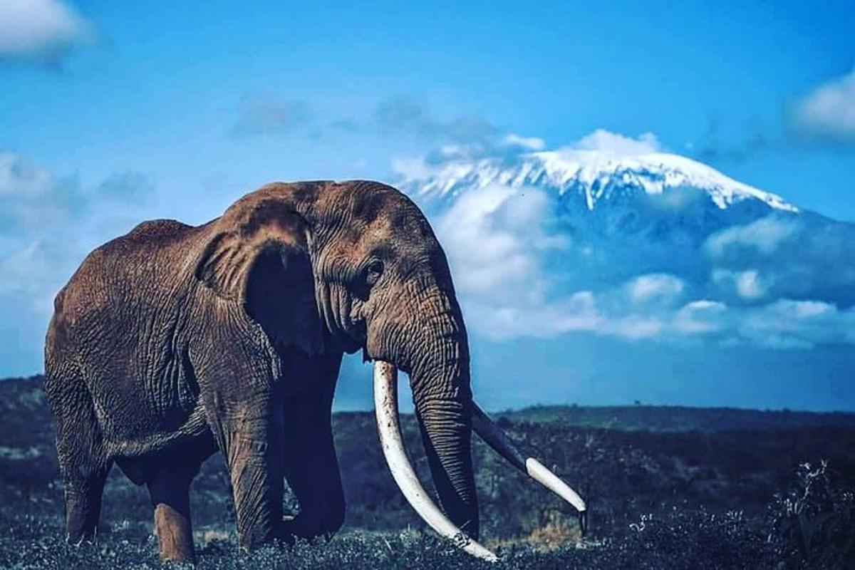 Un elefante parado frente a una montaña cubierta de nieve