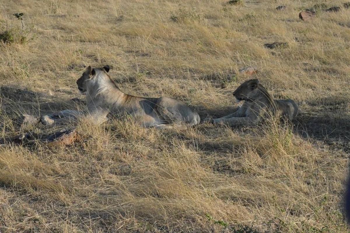 due leoni sdraiati sull'erba in un campo