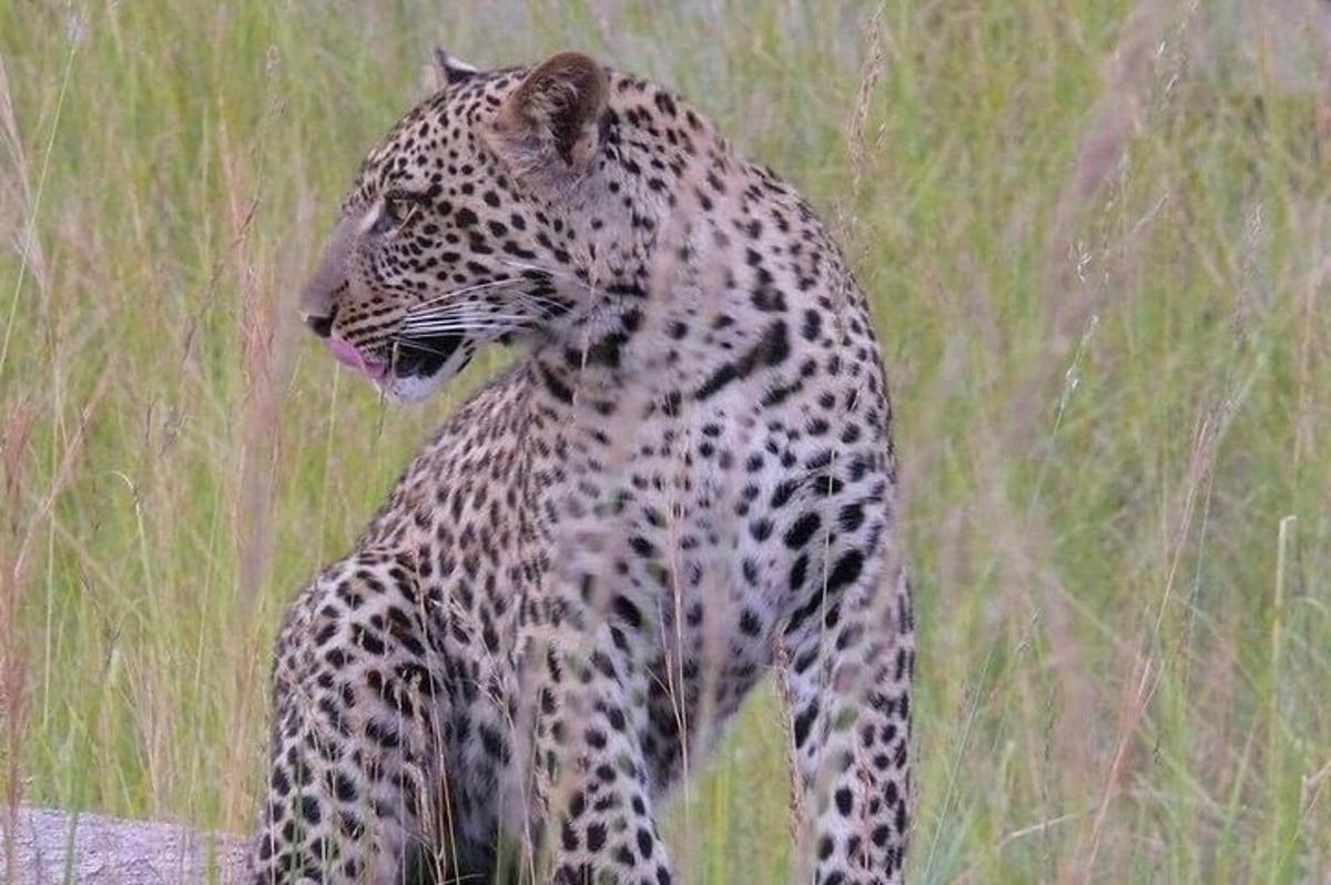 Un leopardo de pie en un campo de hierba alta