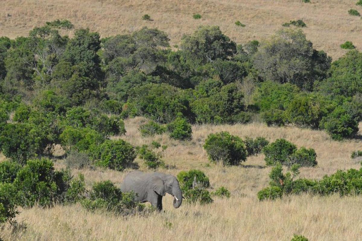 un elefante che cammina in un campo di erba alta
