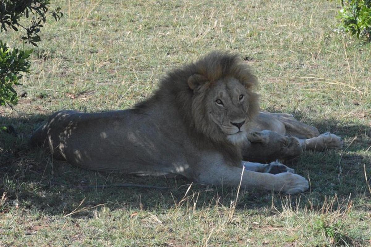 un leone sdraiato a terra nell'erba