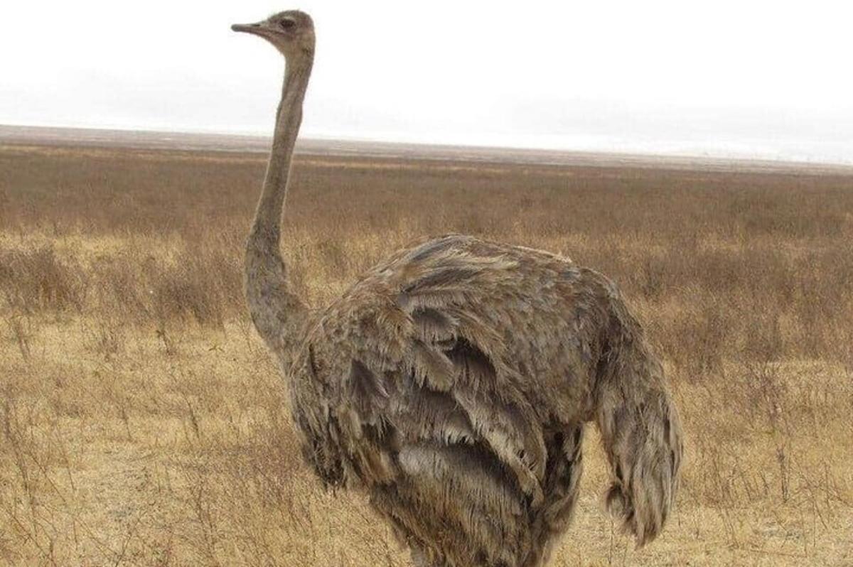 Un avestruz parado en un campo cerca del océano.