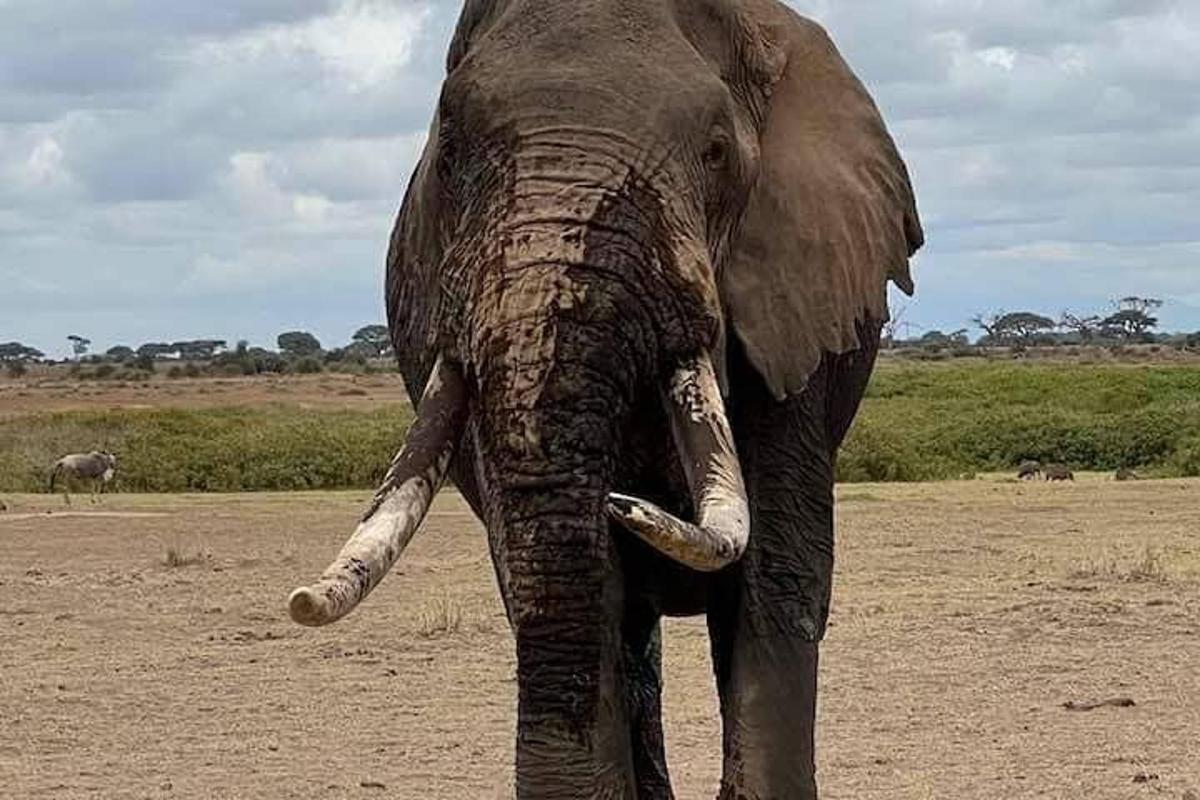 an elephant is standing in a field with its tusks