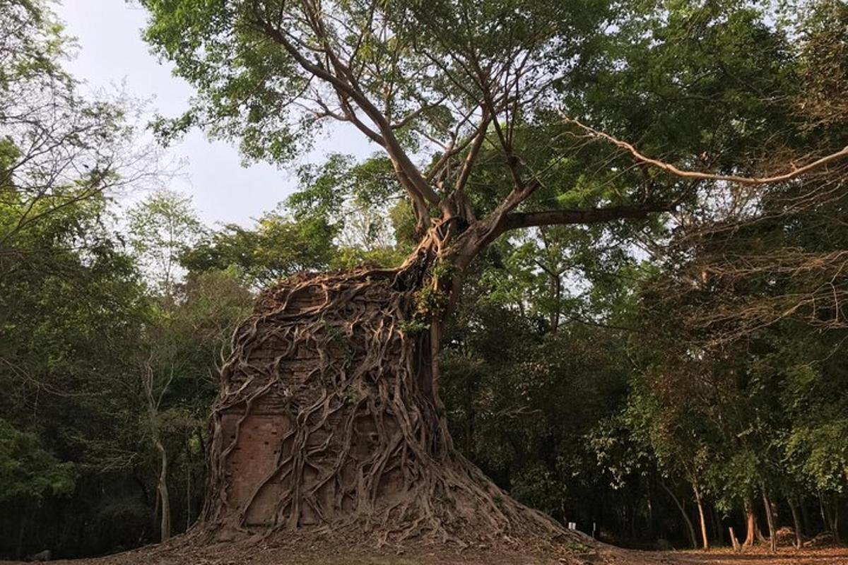 Un árbol grande con muchas enredaderas creciendo en él.
