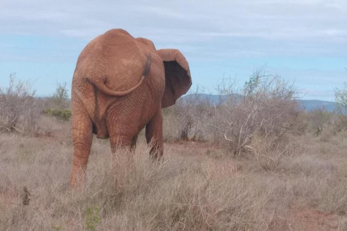 un elefante che cammina in un campo di erba alta