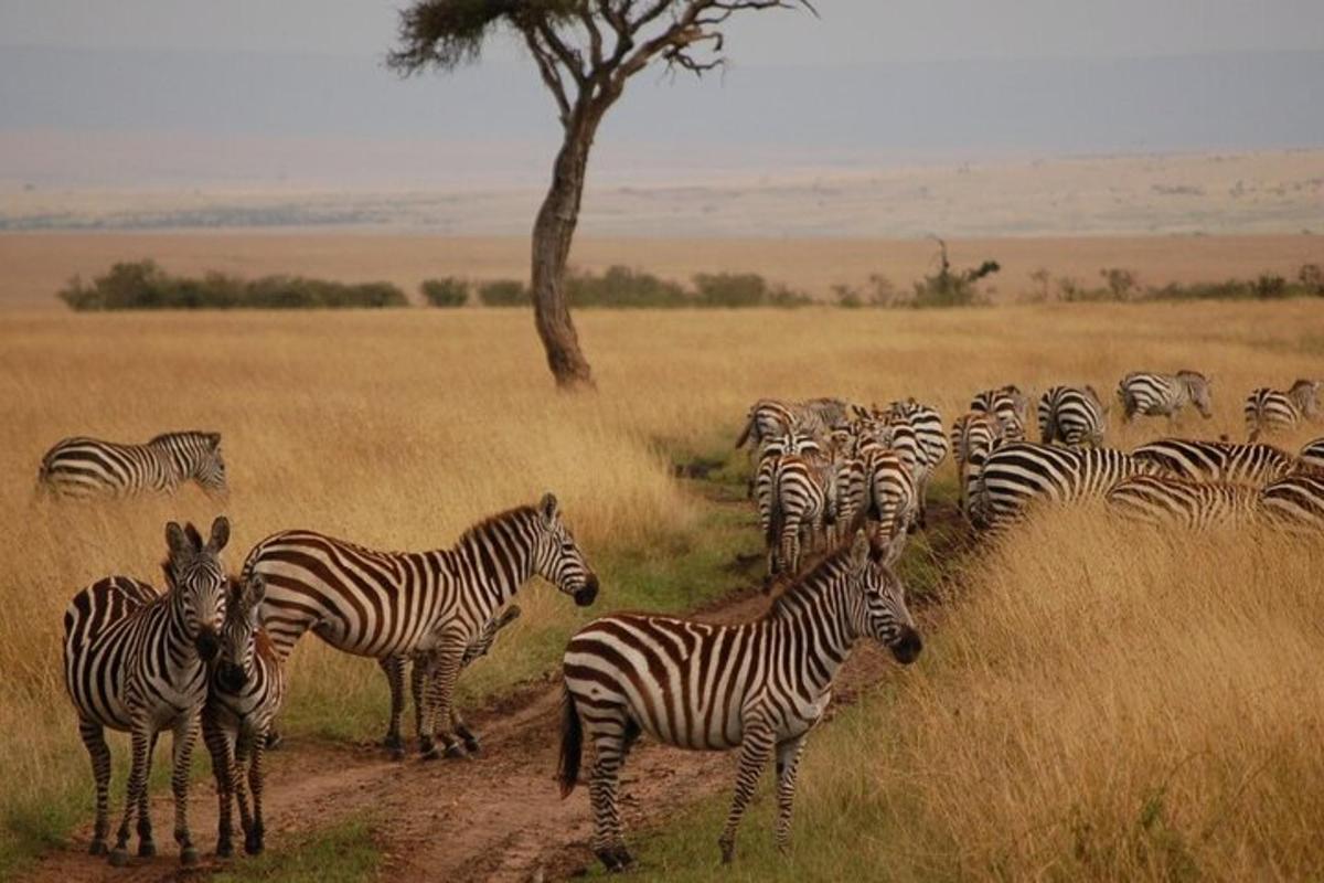 uma manada de zebras em uma estrada de terra