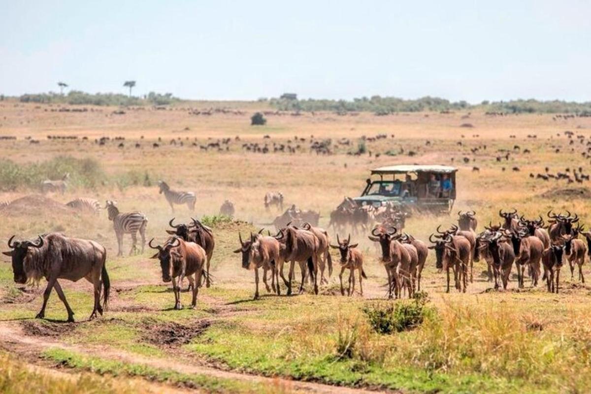 uma manada de zebras e outros animais em um campo