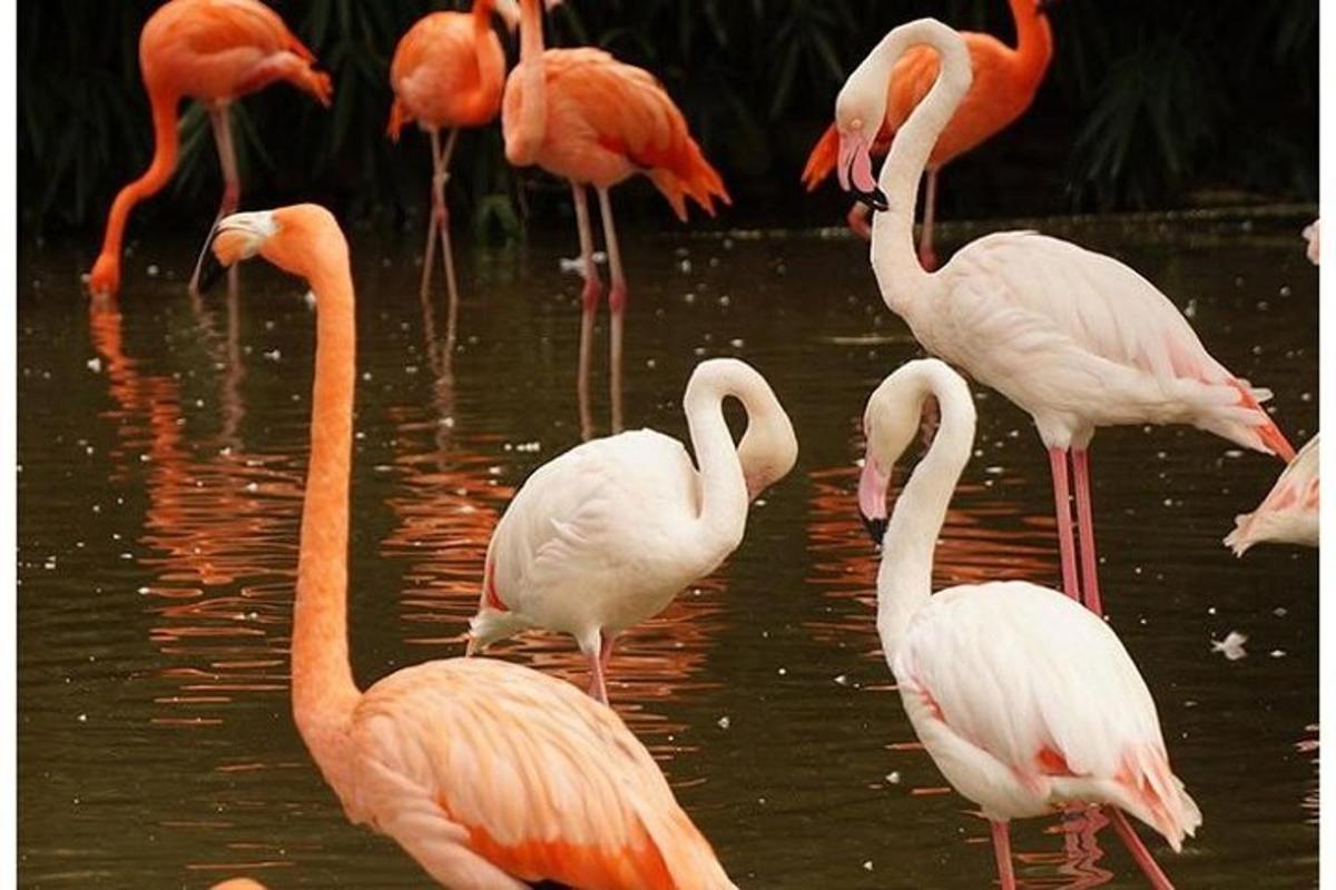 um grupo de flamingos parados na água