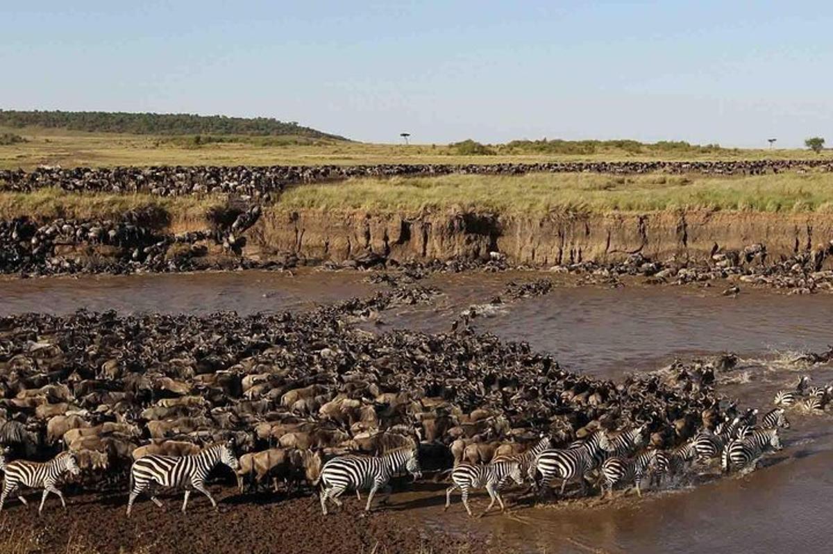 a herd of zebras and other animals crossing a river