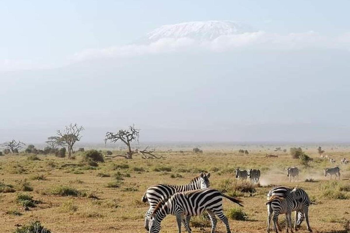eine Gruppe Zebras grast auf einem Feld