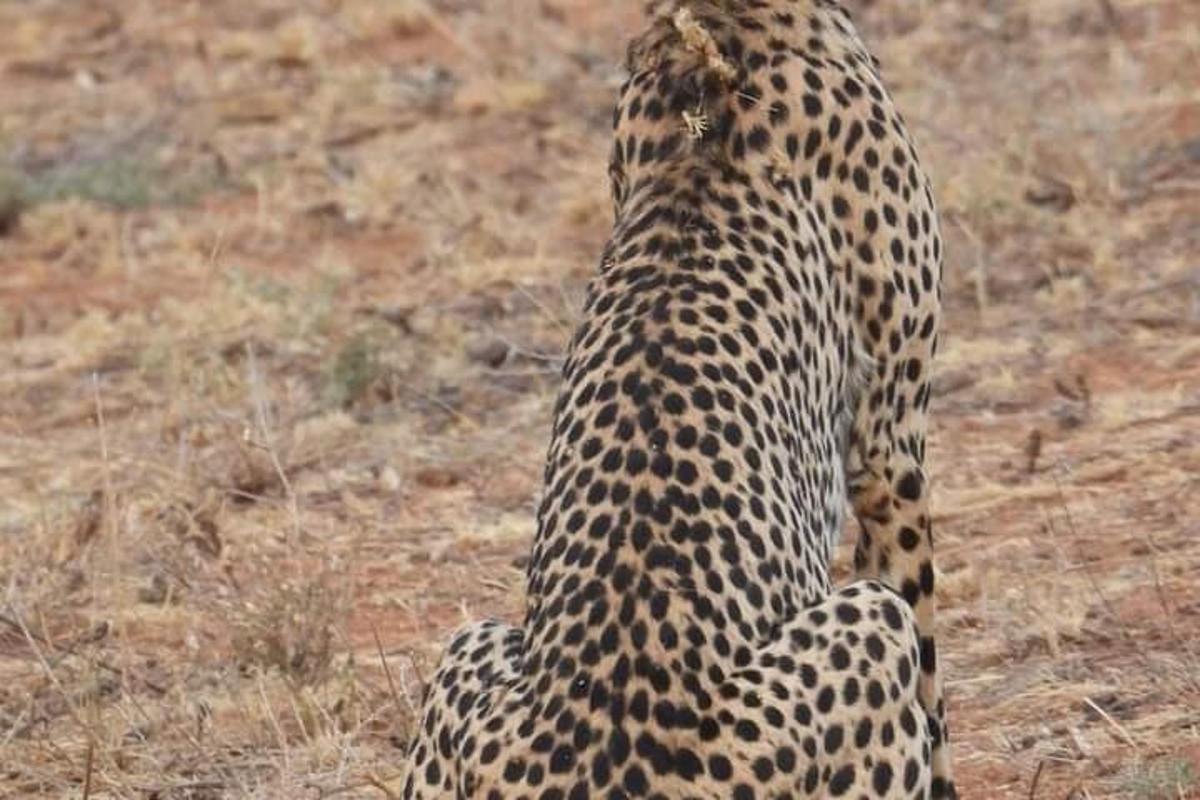 gepard seisab põllul saba püsti