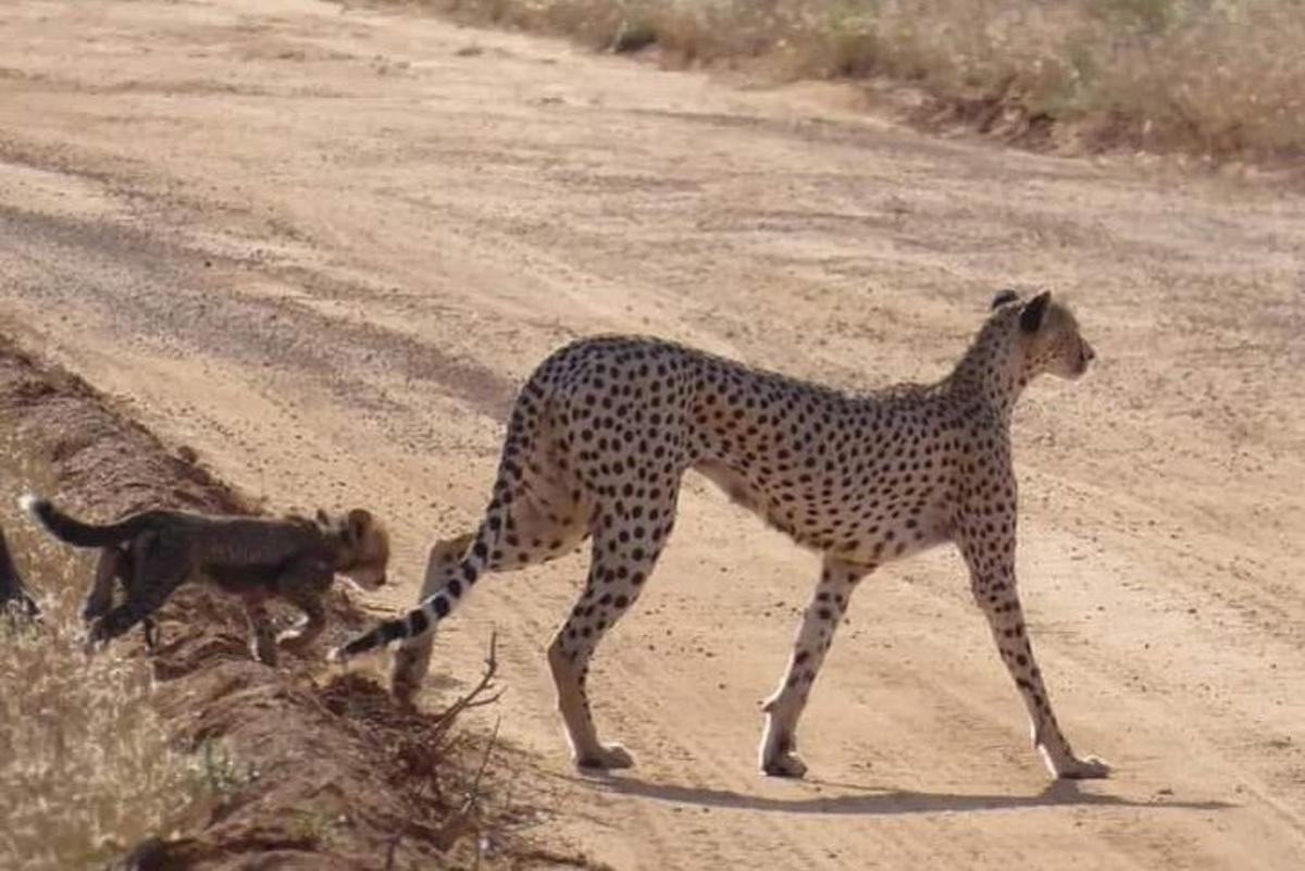 gepard a opice přecházející prašnou cestu