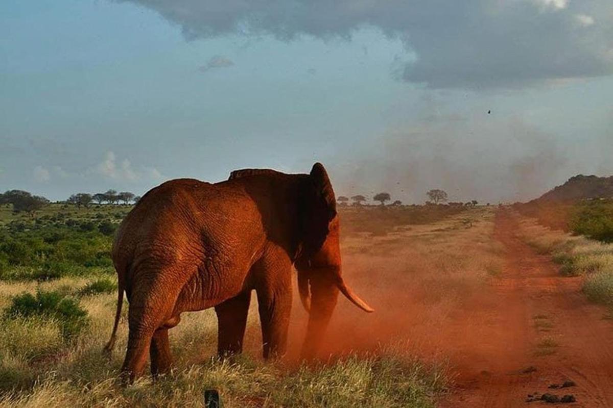 ein Elefant, der mitten auf einer unbefestigten Straße steht