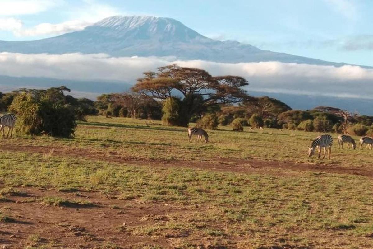 eine Herde Zebras grast auf einem Feld mit einem Berg