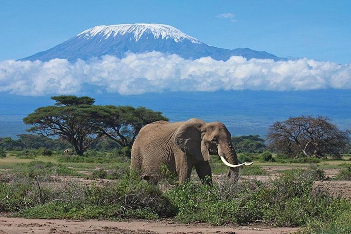 Un elefante caminando frente a una montaña cubierta de nieve