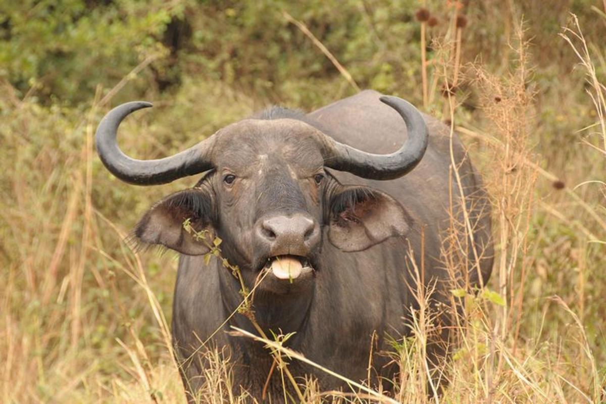 a bull with horns is standing in the grass