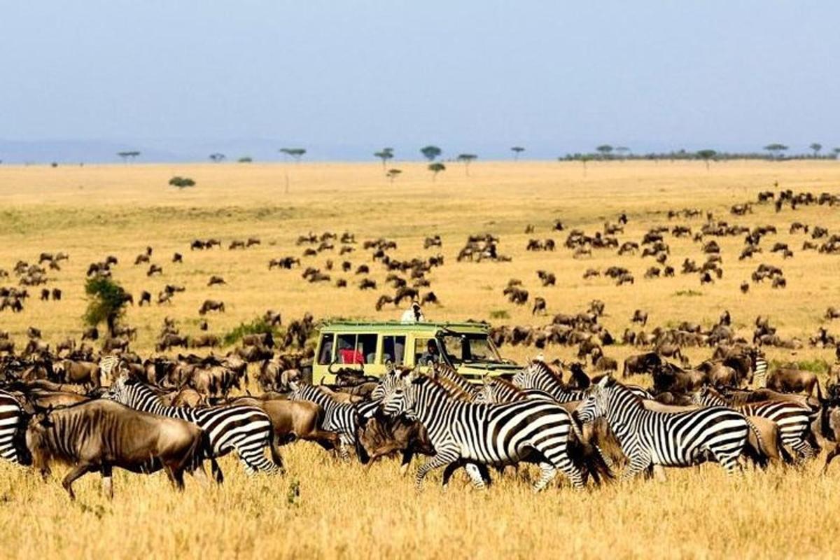 una manada de cebras y otros animales en un campo
