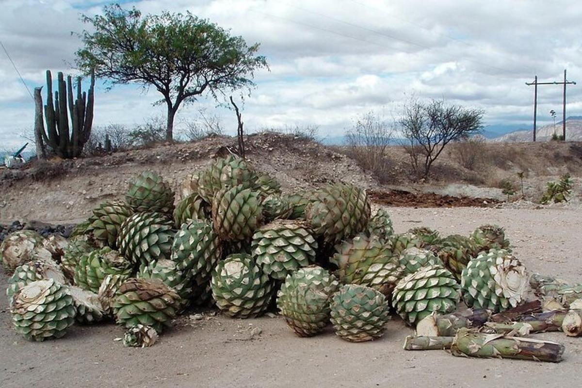 Una pila de cactus al costado de una carretera