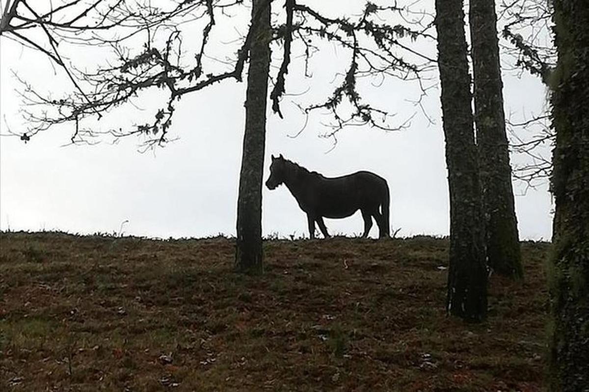 ένα άλογο που στέκεται σε ένα χωράφι ανάμεσα σε δέντρα