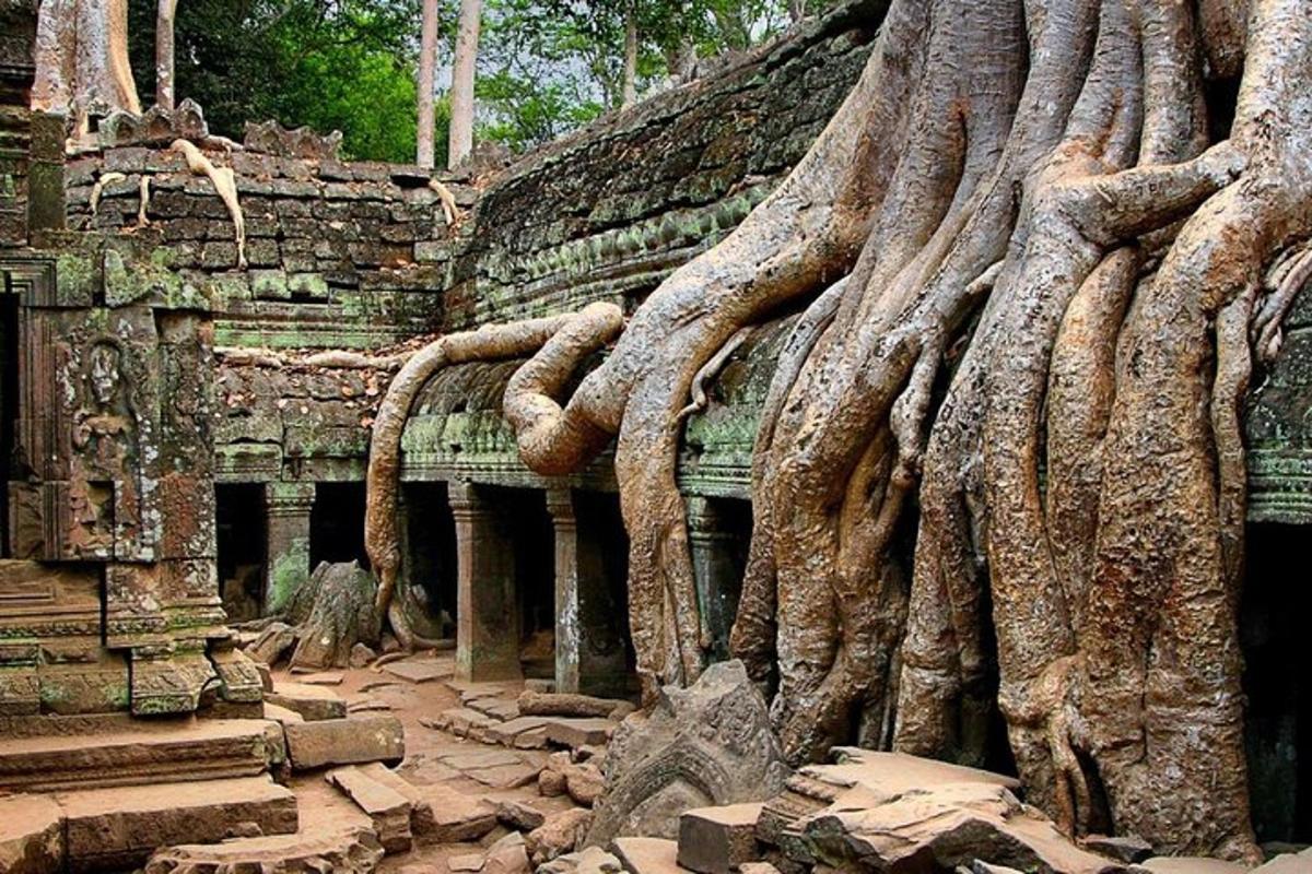 một cái cây mọc ở bên hông tòa nhà