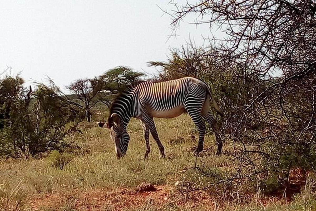 zebra pasoucí se na travnatém poli
