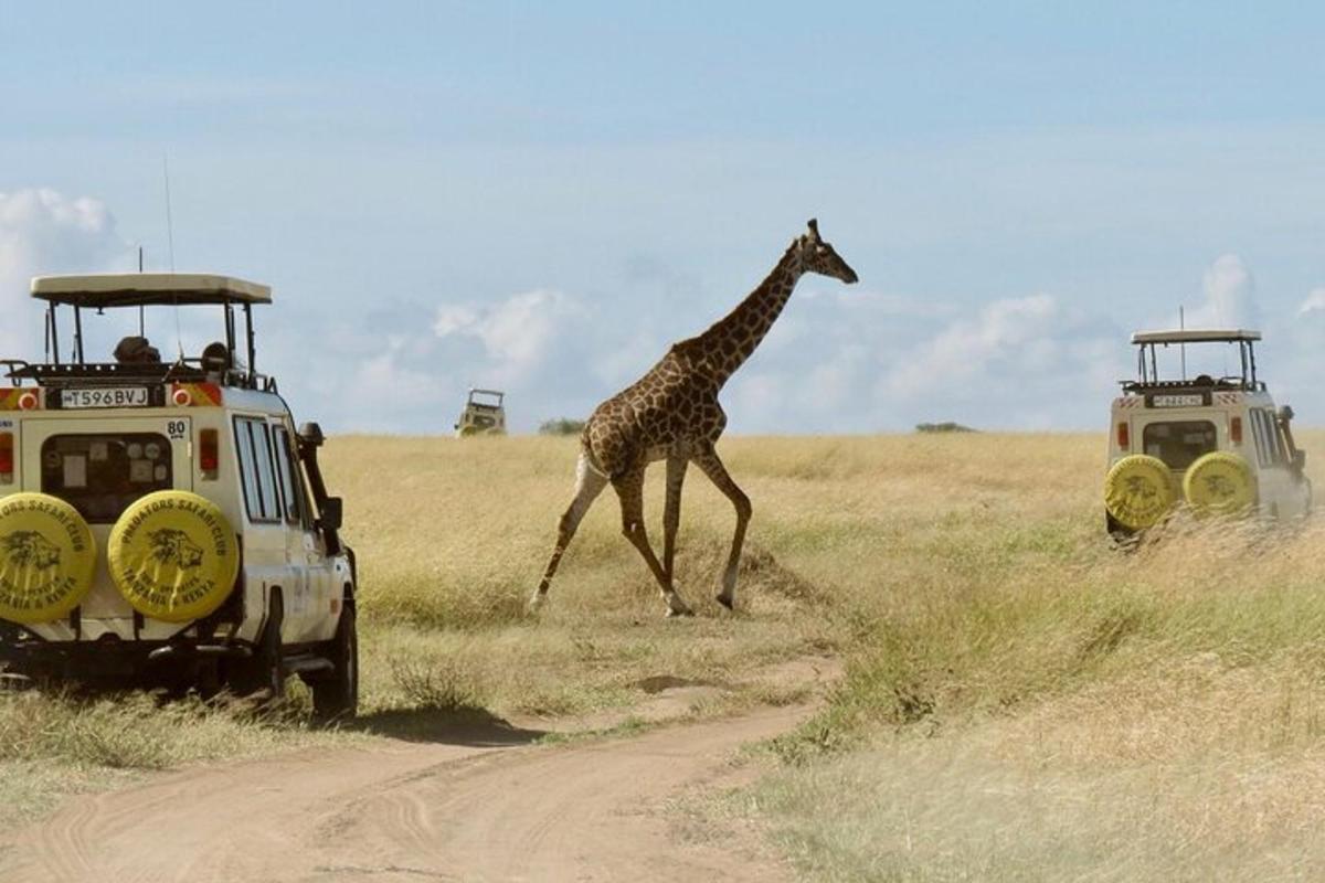 eine Giraffe, die neben einem Fahrzeug einen Feldweg überquert
