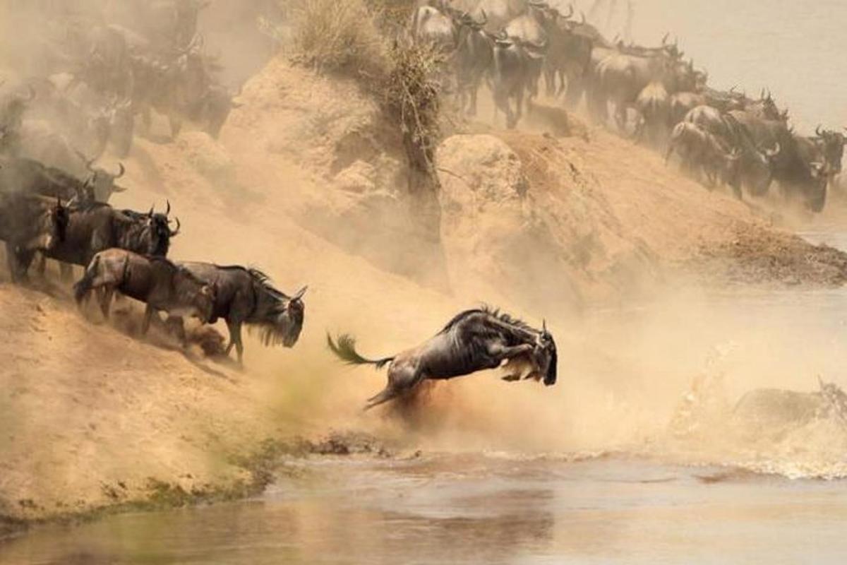 uma manada de gnus pulando na água