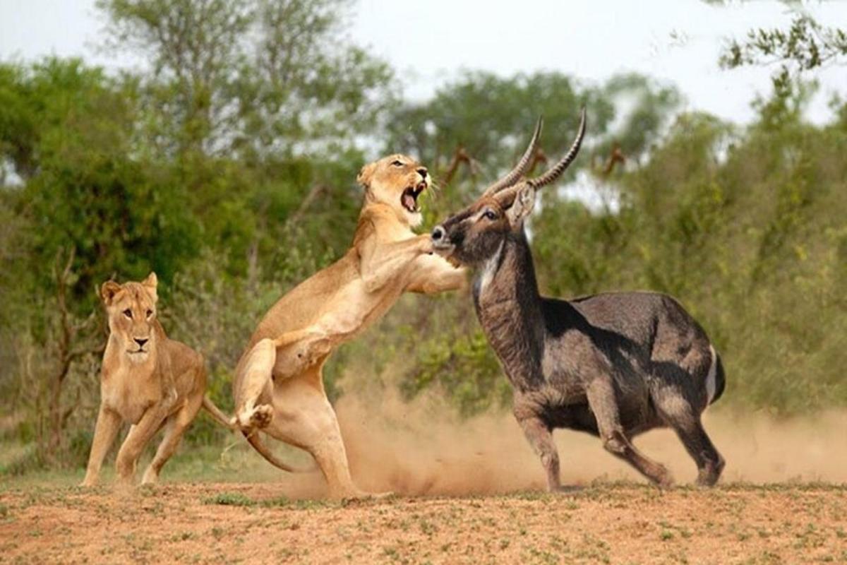 dois cães brincando com uma gazela em um campo