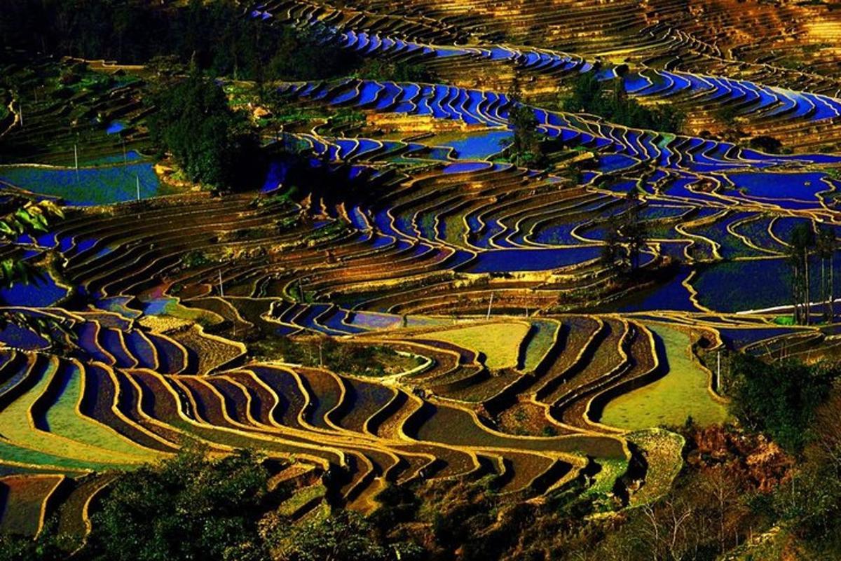 an aerial view of a terraced rice field at night