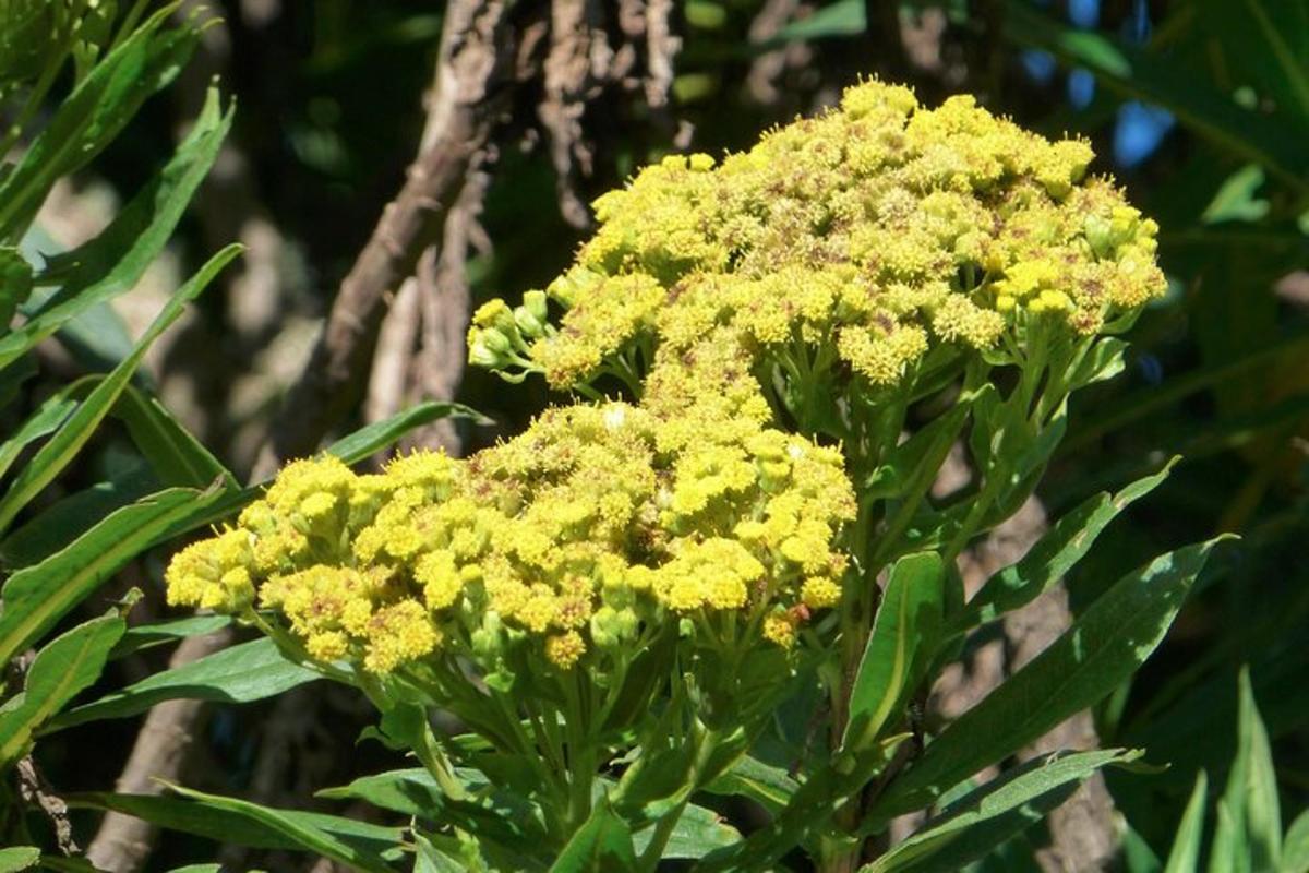 sekumpulan bunga kuning di atas pokok