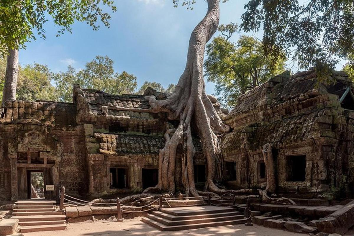 ein Baum, der an der Seite eines Gebäudes mit Treppen wächst