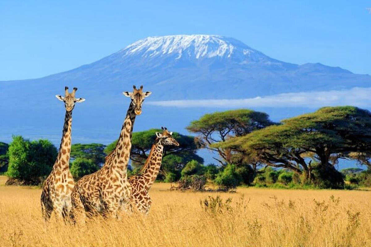 quattro giraffe in piedi in un campo con una montagna sullo sfondo