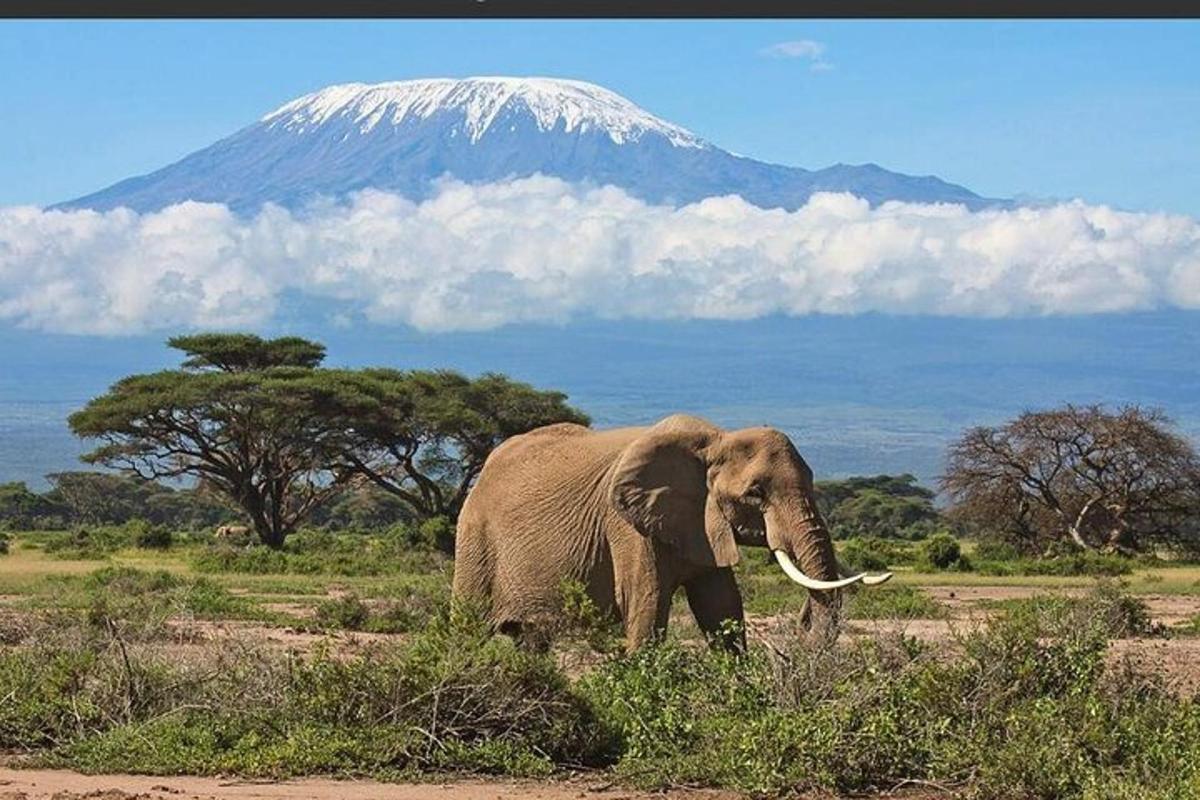 un elefante che cammina in un campo con una montagna sullo sfondo