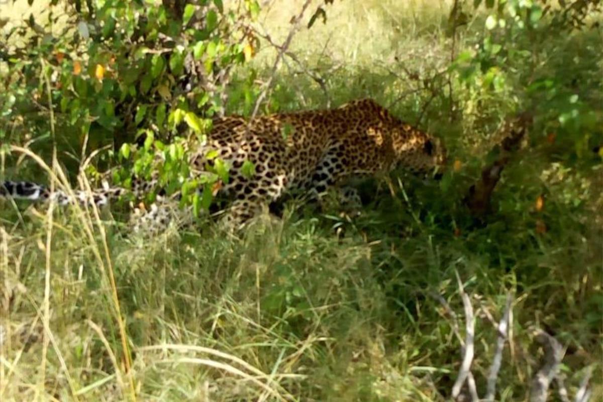 leopard, ki hodi skozi visoko travo