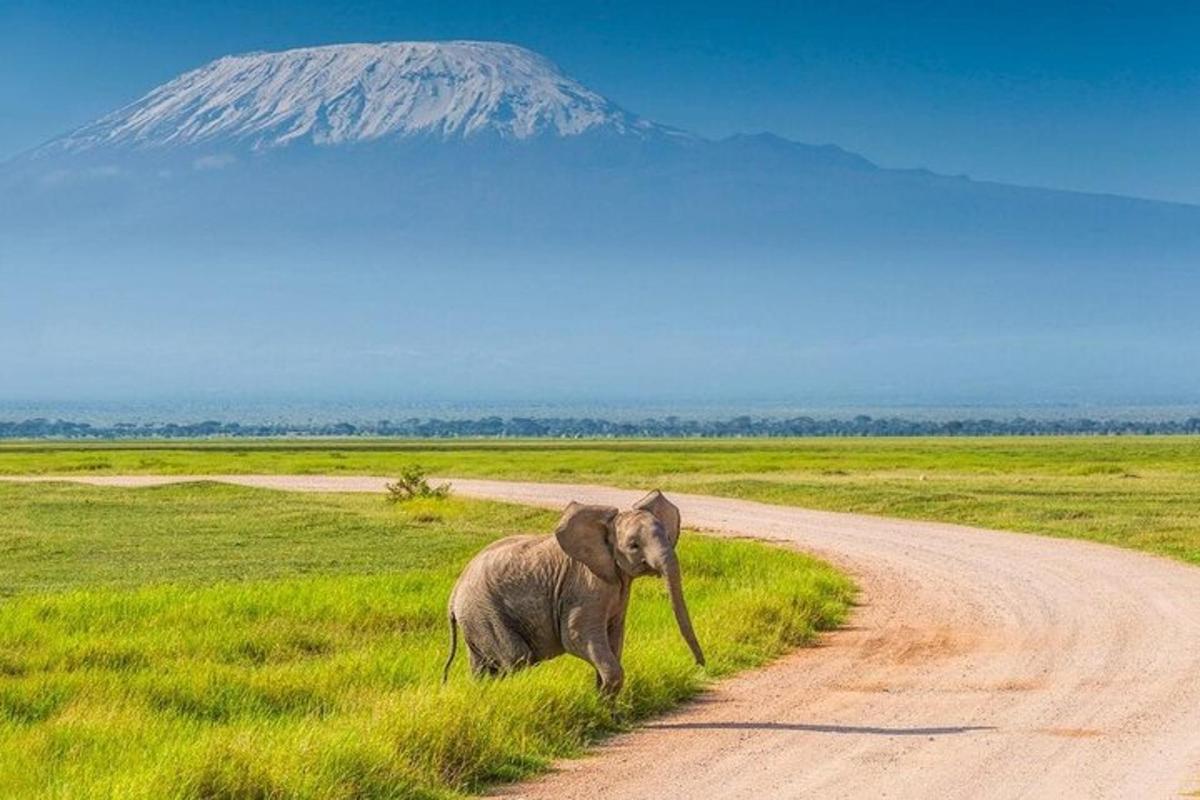 un cucciolo di elefante che cammina lungo una strada sterrata con una montagna sullo sfondo