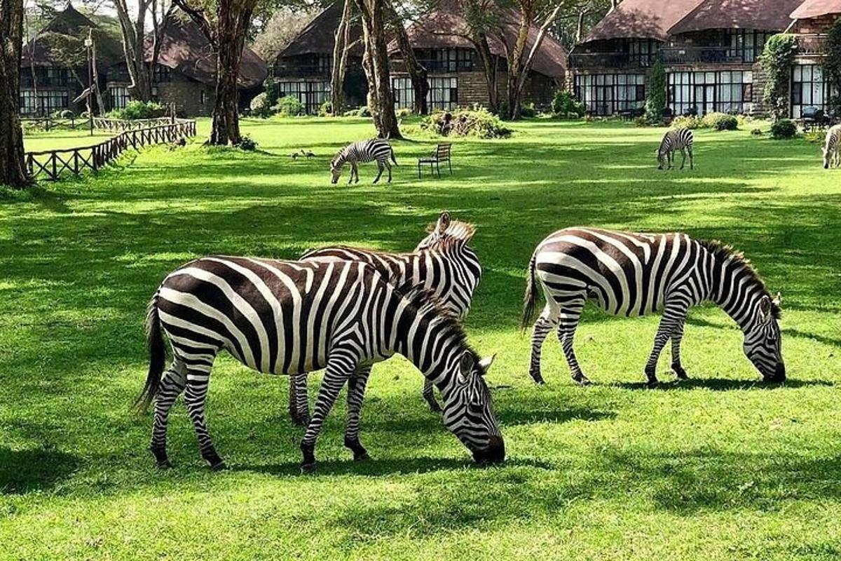 un grupo de cebras pastando en un campo de hierba