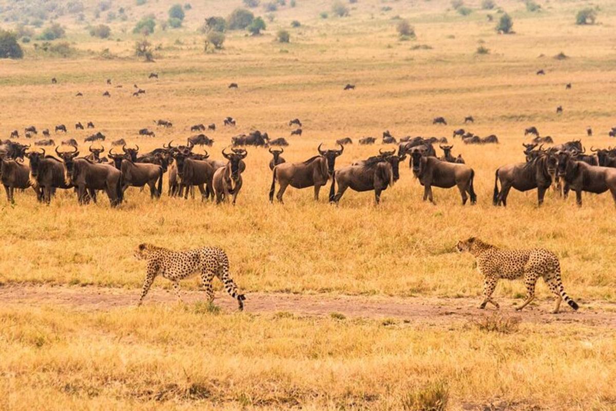 uma manada de antílopes e chitas em um campo